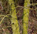 Frangula alnus. Средние части стволов многоствольного дерева, покрытые аэрофитоном. Германия, г. Кемпен, в лесопосадке. 28.03.2013.