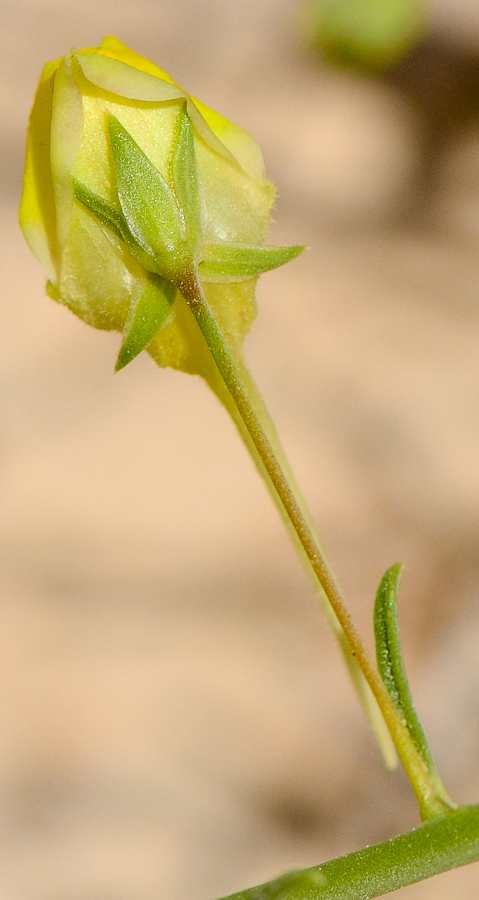 Image of Kickxia scoparia specimen.