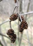 Alnus incana. Зрелые прошлогодние соплодия. Ставропольский край, г. Кисловодск, Курортный парк средний. 27.03.2013.