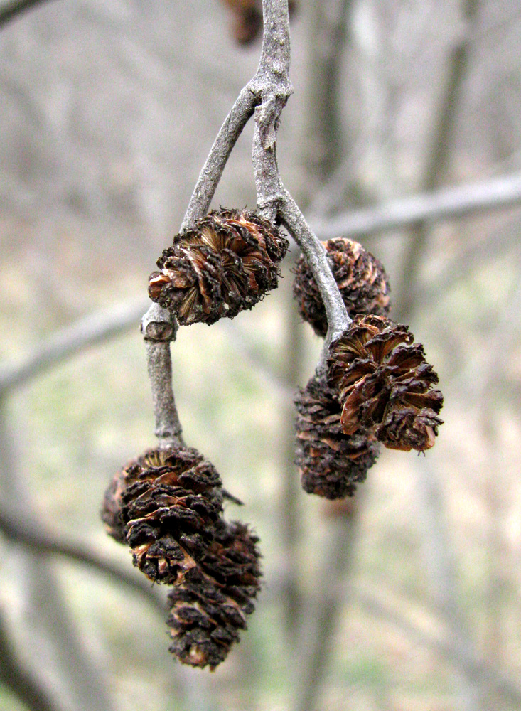 Изображение особи Alnus incana.