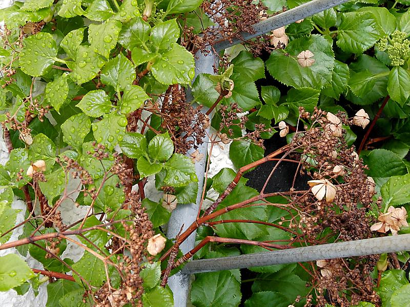 Image of Hydrangea petiolaris specimen.