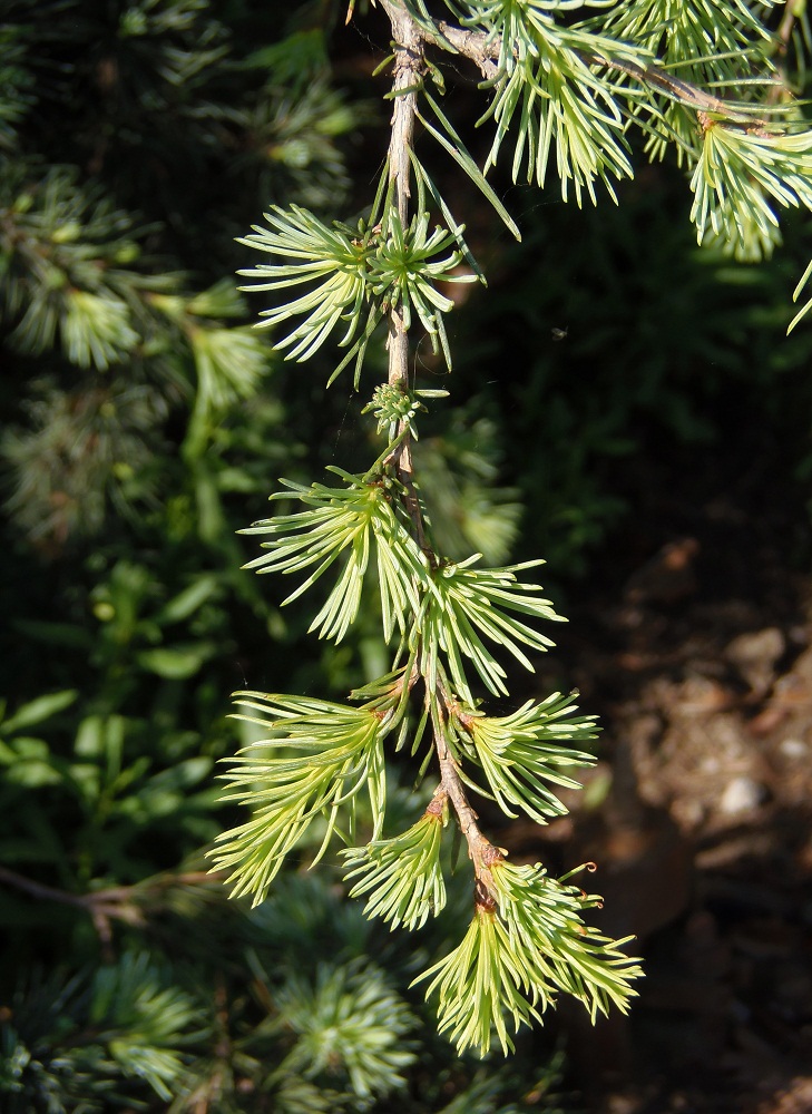 Изображение особи Cedrus libani.