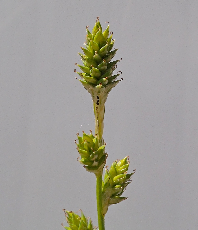 Image of Carex canescens specimen.