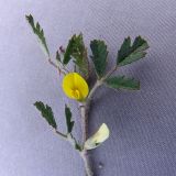 Image of specimen