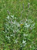 Stachys cretica. Растение с прошлогодними соцветиями. Нагорный Карабах, Мартунинский р-н, окр. дер. Мсмна. 06.05.2013.