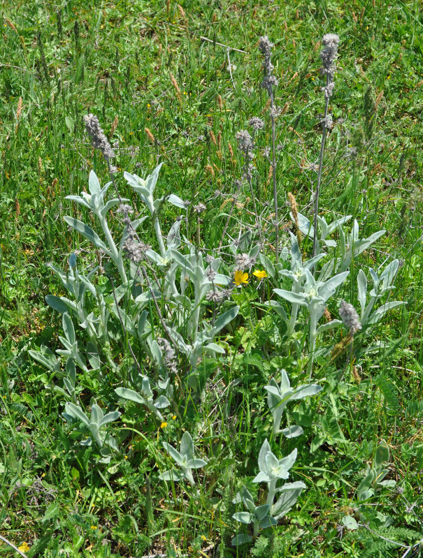 Image of Stachys cretica specimen.