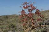 Ferula teterrima