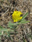 Medicago romanica