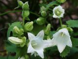 Campanula alliariifolia. Цветки и бутоны. Черек-Балкарская теснина, по шоссе 8 км от пос. Верхняя Балкария, 1100 м н.у.м. 7 июля 2012 г.