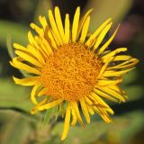 Inula britannica. Соцветие. Ростовская обл., Неклиновский р-н, Носовское с/п, балка Камышовая. 19.07.2013.