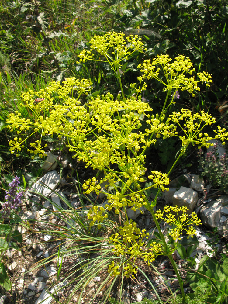 Image of Ferulago galbanifera specimen.