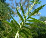 Valeriana officinalis