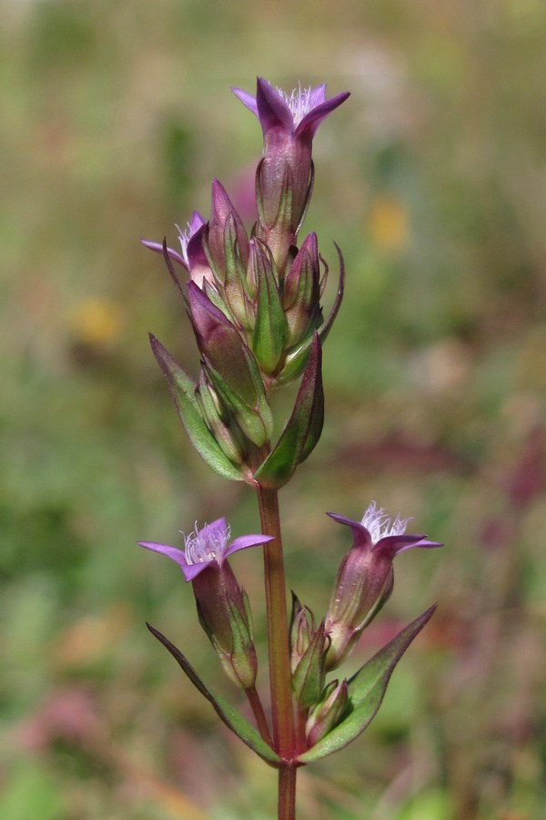 Image of Gentianella amarella specimen.