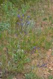 Anchusa leptophylla. Цветущее растение. Крым, Севастополь, окр. пос. Любимовка. 28 мая 2013 г.