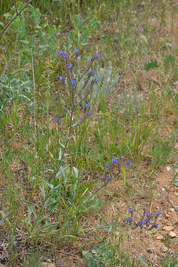 Изображение особи Anchusa leptophylla.