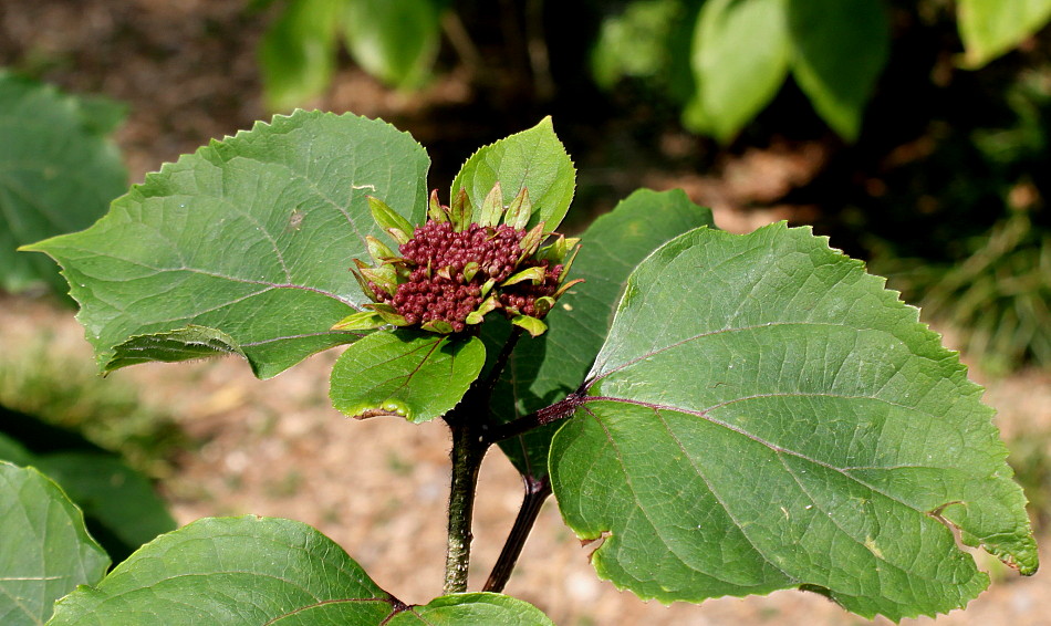 Image of Clerodendrum bungei specimen.