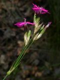 Dianthus borbasii. Соцветие (длина от узла, где разделяются цветоносы, до венчиков - 7,5). Киев, поляна в Святошинском лесу. 18 июня 2009 г.