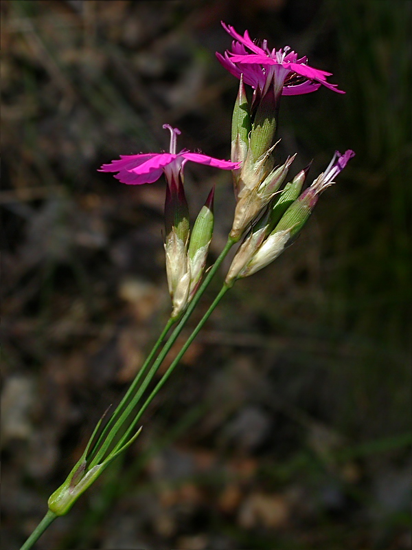 Image of Dianthus borbasii specimen.