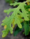 Image of taxon representative. Author is Валерий Куделя