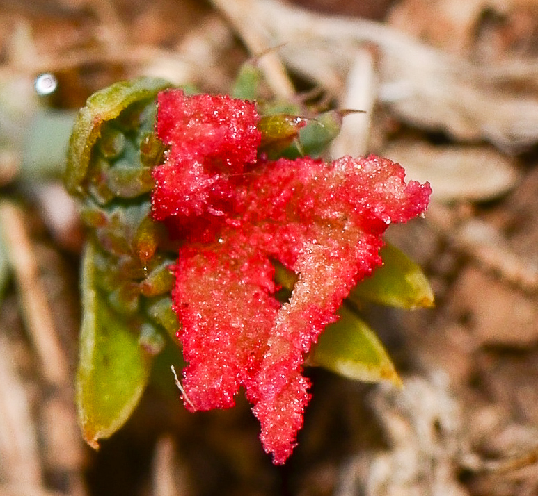 Image of Ricinus communis specimen.