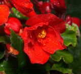 Begonia &times; tuberhybrida