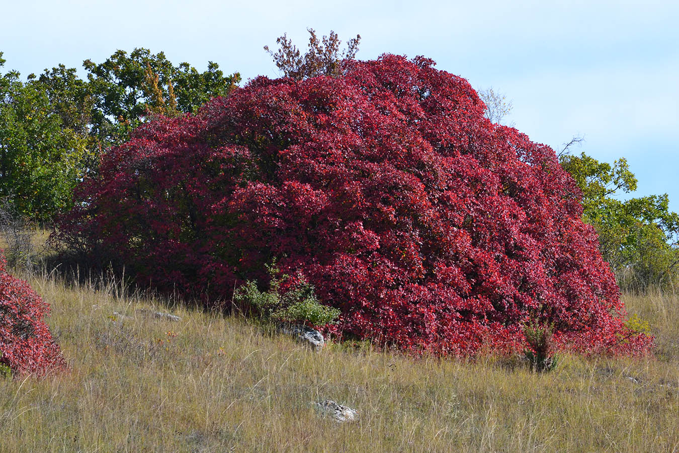 Изображение особи Cotinus coggygria.