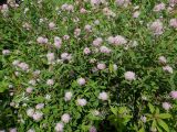 Spiraea salicifolia. Ветви цветущих растений. Республика Бурятия, Баунтовский эвенкийский р-н, окр. пос. Северный, берег р. Мал. Амалат. 15.07.2013.