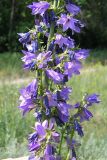 Campanula × spryginii