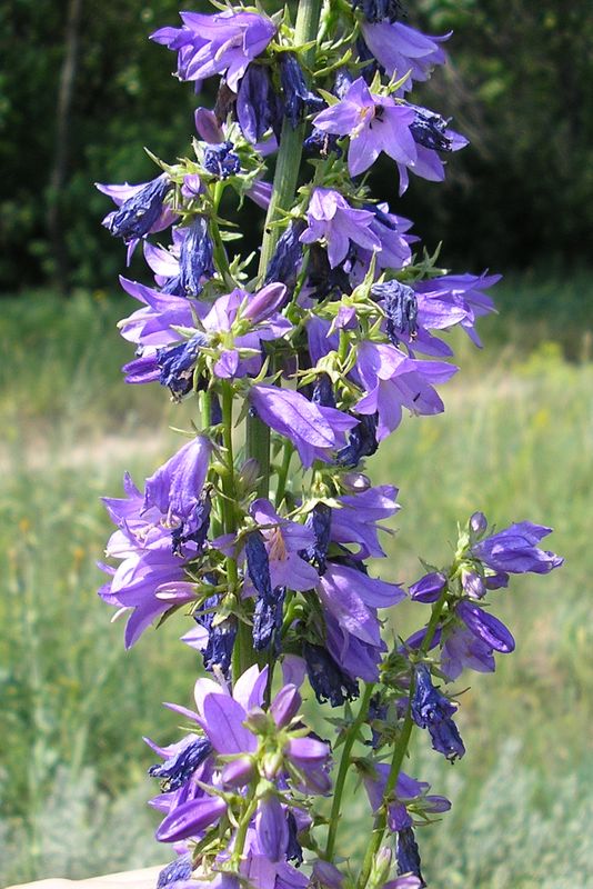 Image of Campanula × spryginii specimen.