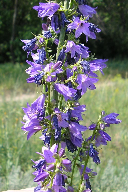 Изображение особи Campanula &times; spryginii.