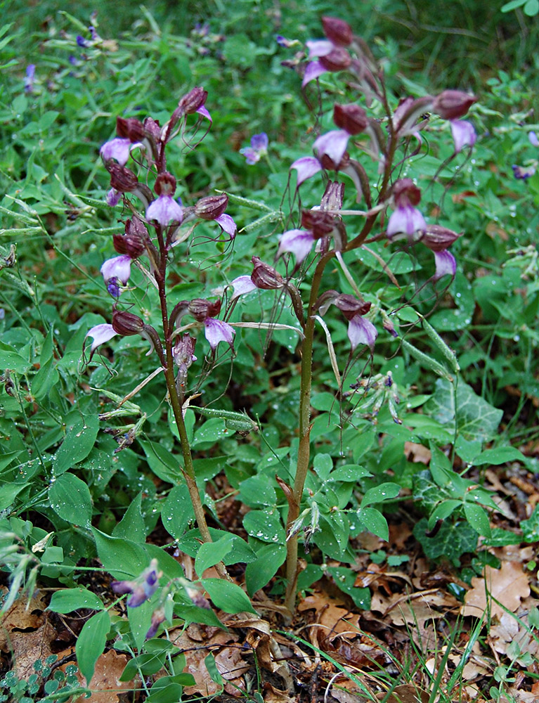 Image of Himantoglossum comperianum specimen.