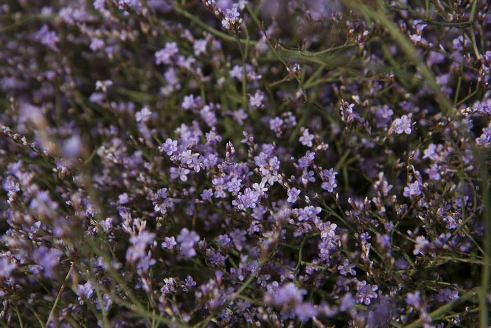 Изображение особи Limonium narbonense.