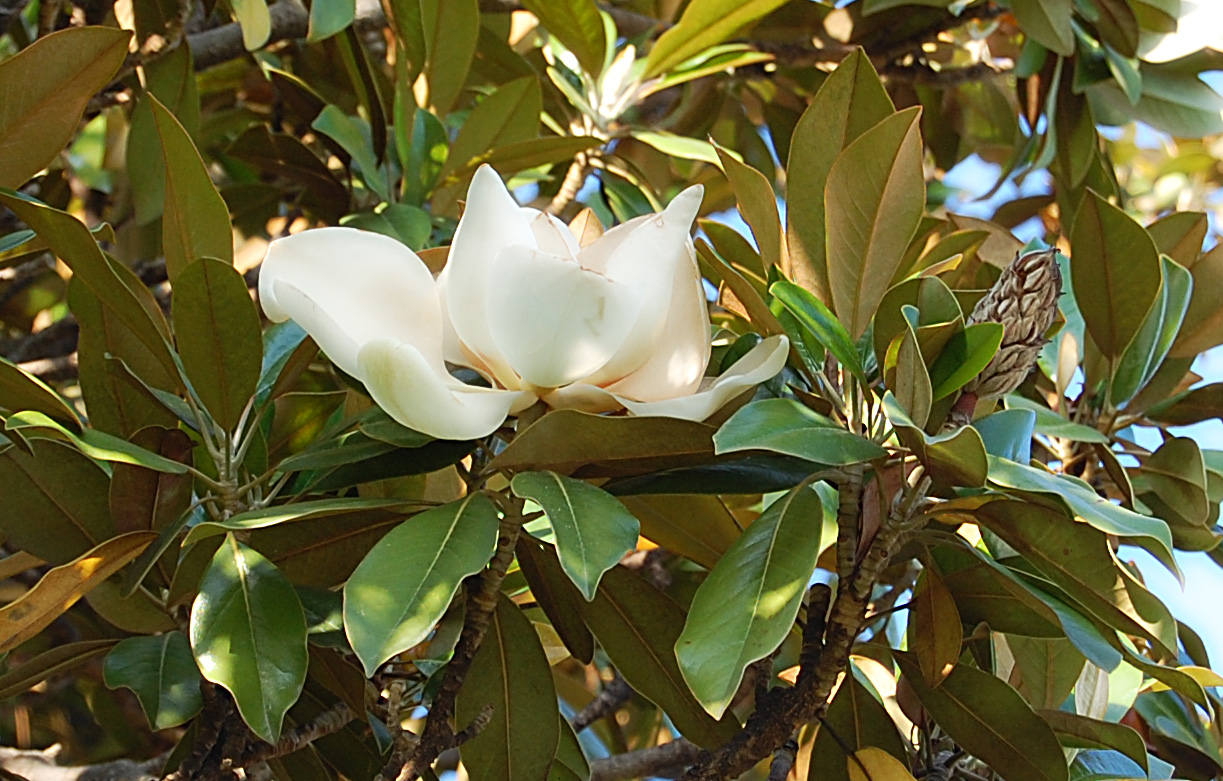 Image of Magnolia grandiflora specimen.