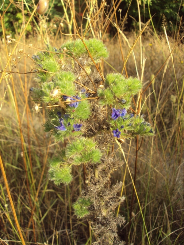 Изображение особи Echium vulgare.