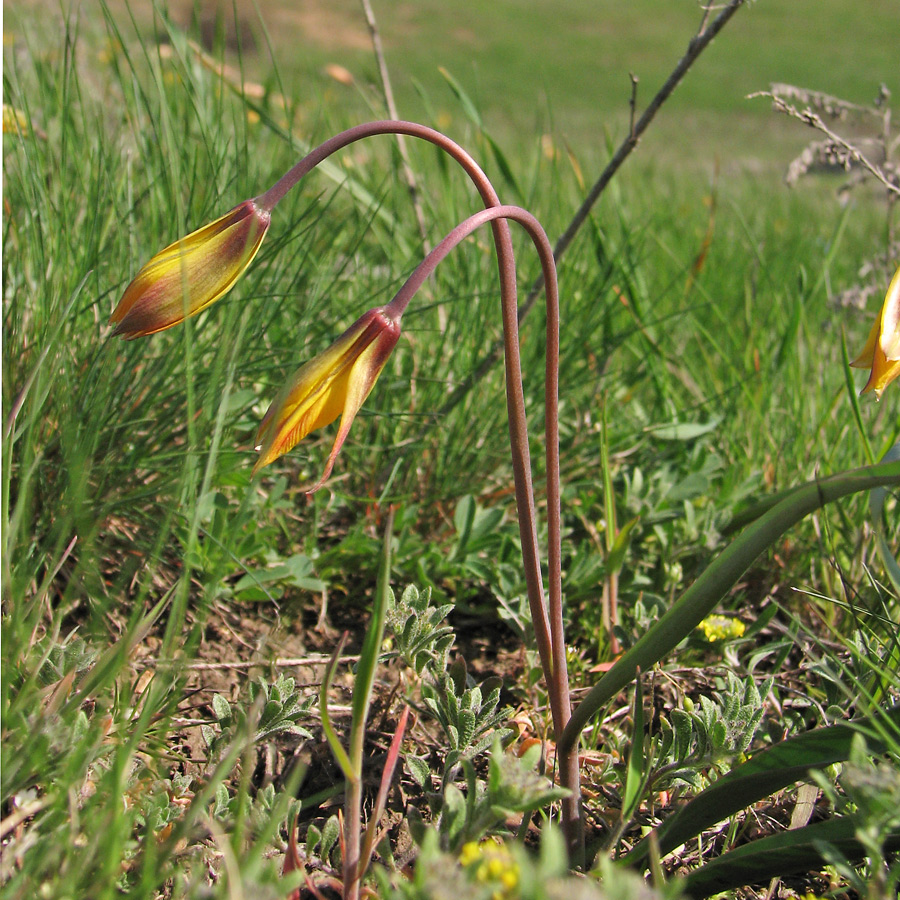 Image of genus Tulipa specimen.