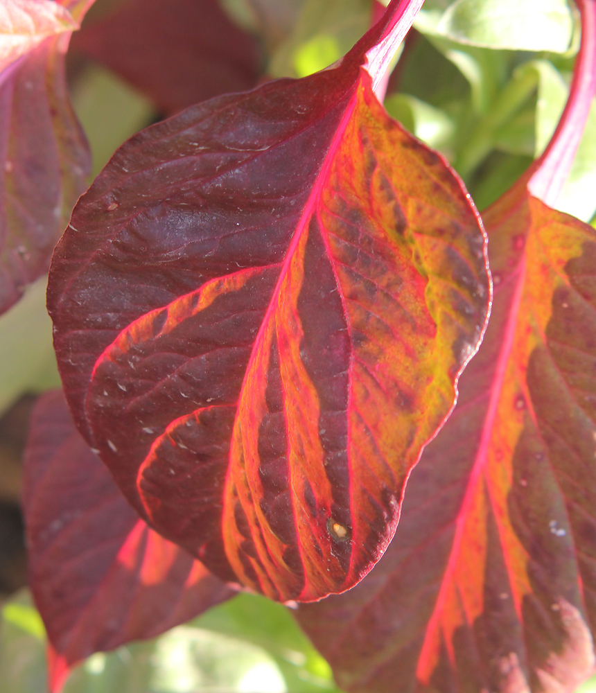 Image of Celosia cristata specimen.