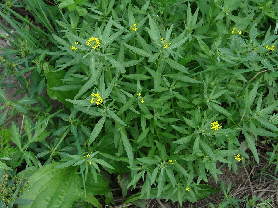 Image of Erysimum cheiranthoides specimen.