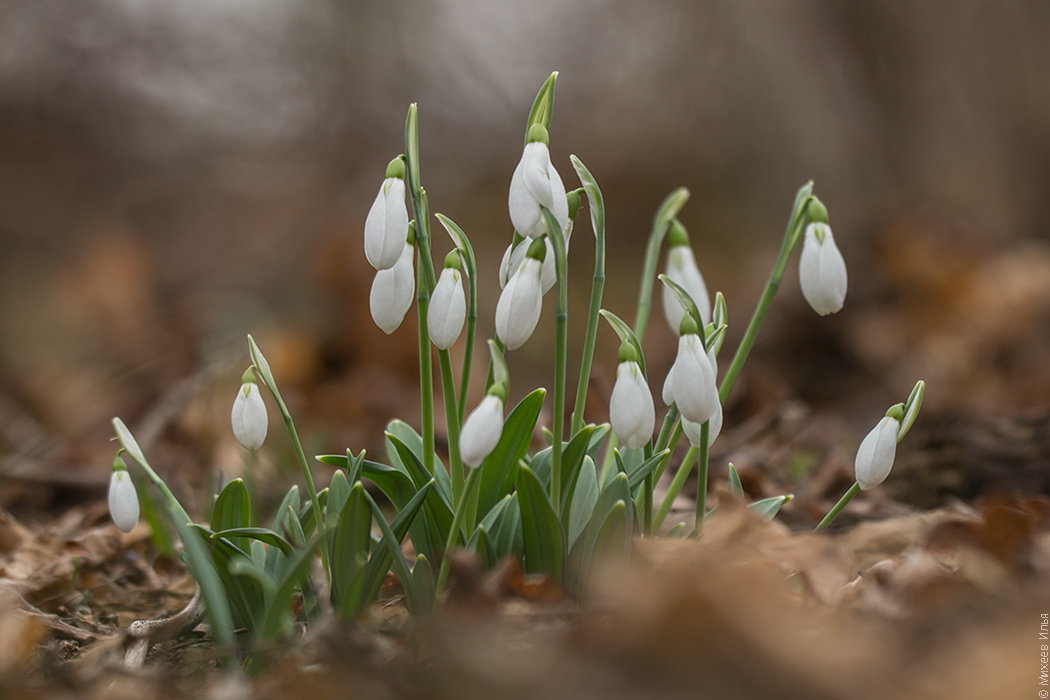 Image of Galanthus plicatus specimen.