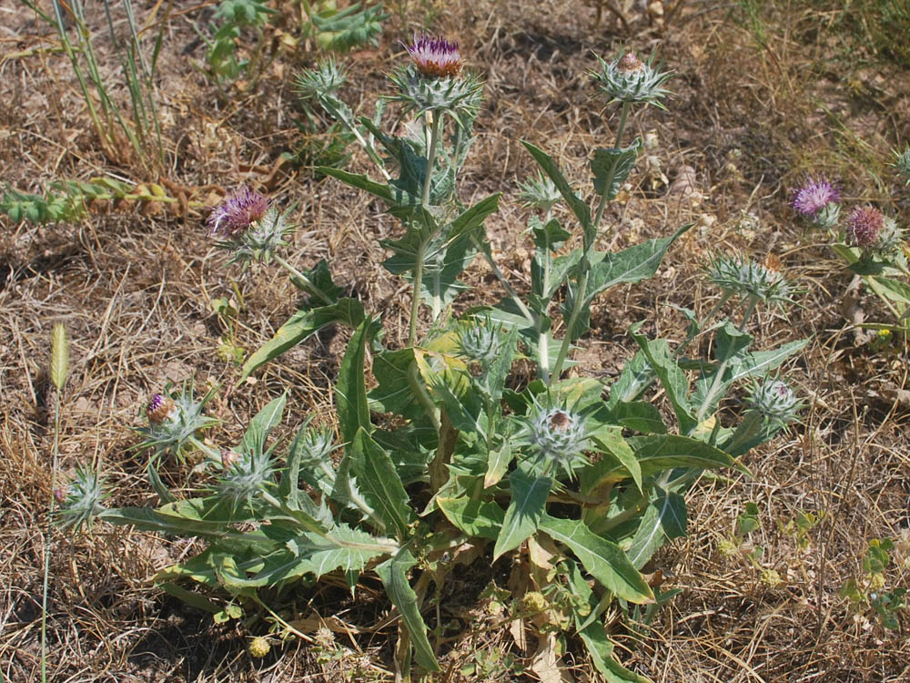 Изображение особи Cousinia microcarpa.