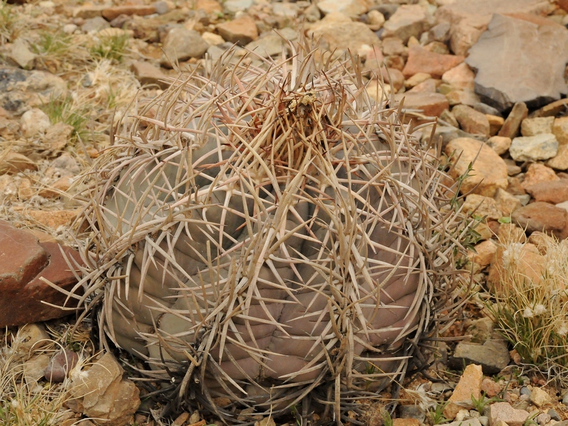 Image of Echinocactus horizonthalonius specimen.