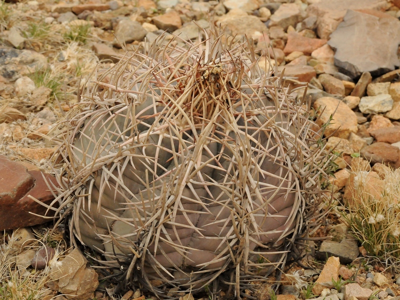 Изображение особи Echinocactus horizonthalonius.