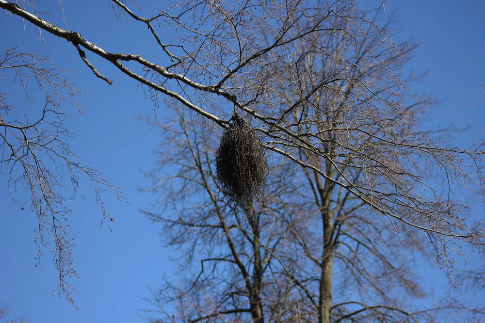 Image of genus Betula specimen.