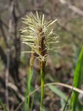 genus Carex