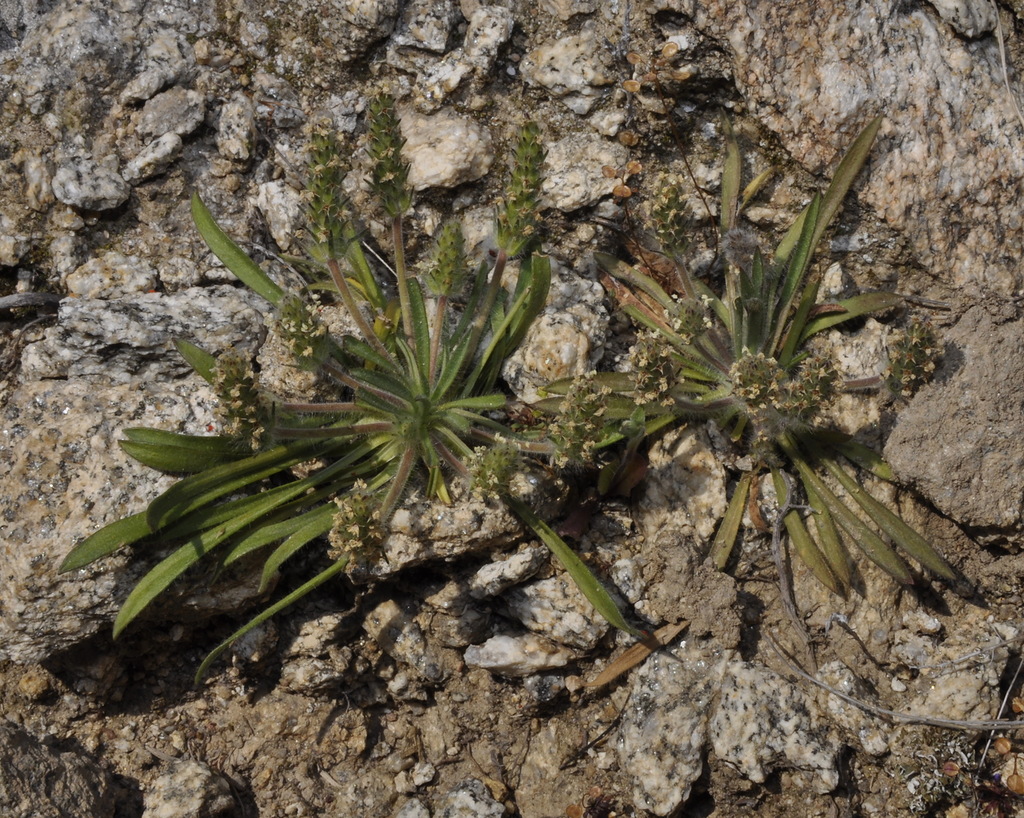 Изображение особи Plantago bellardii.