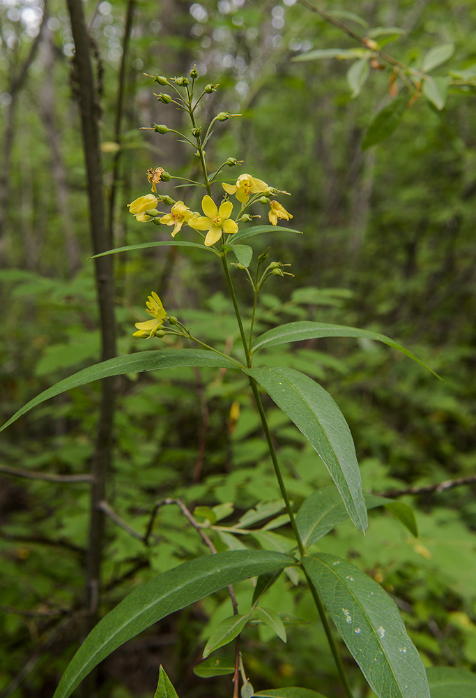 Изображение особи Lysimachia davurica.