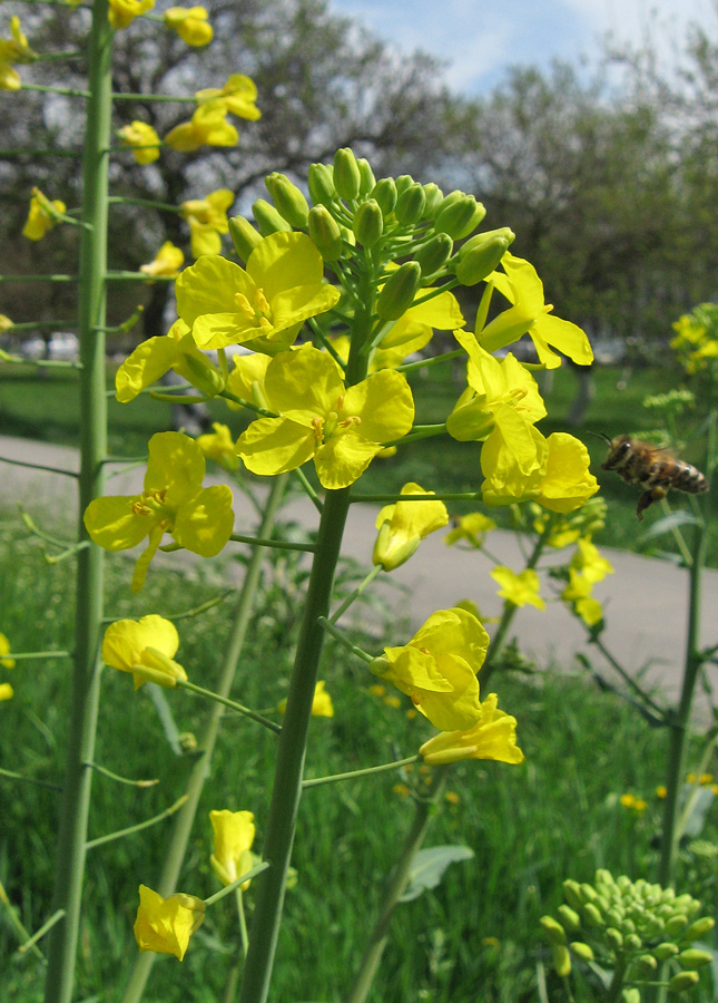 Изображение особи Brassica napus.