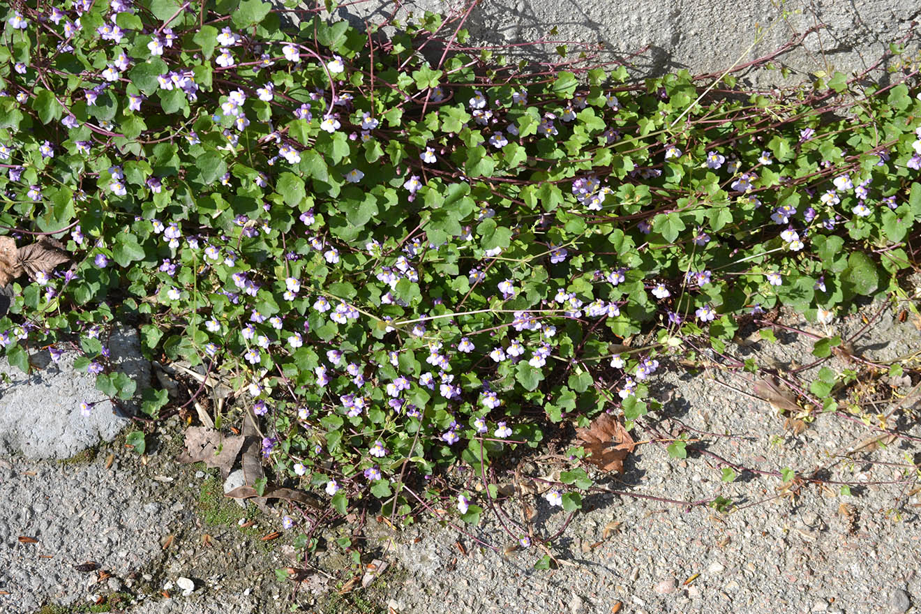 Изображение особи Cymbalaria muralis.