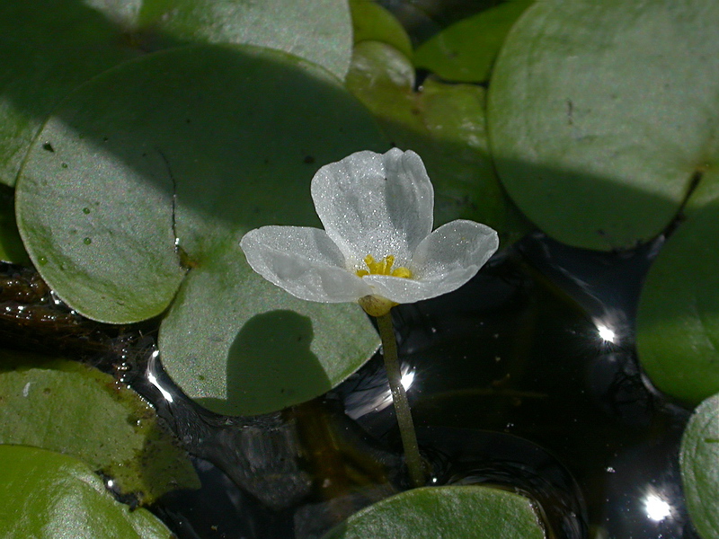 Image of Hydrocharis morsus-ranae specimen.