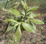 Salix dasyclados Wimm. × Salix cinerea