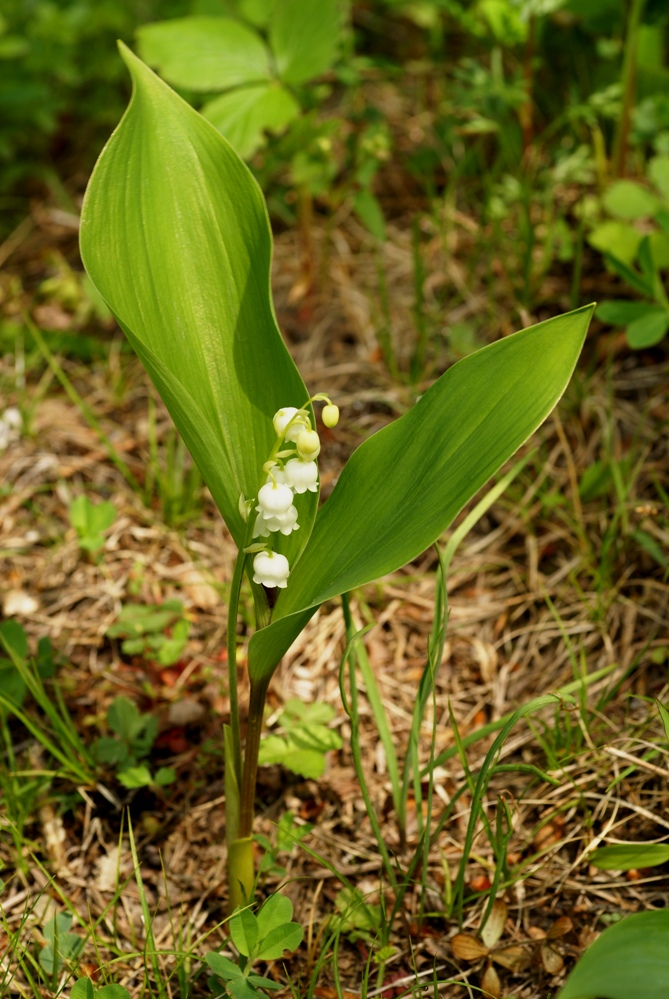 Image of Convallaria keiskei specimen.